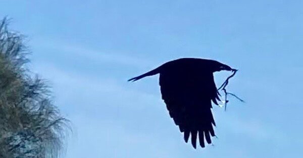 The image shows a black crow in a blue sky, carrying a large twig