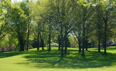 A landscape with trees with fluffy green leaves and green grass below.