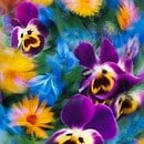 Purple, blue, yellow flowers with some blurry and some not all combined together.