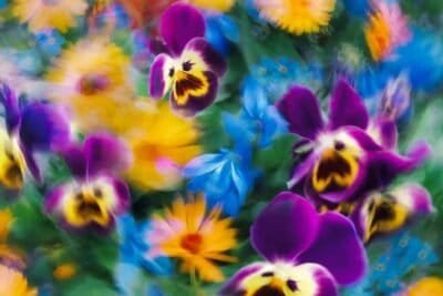 Purple, blue, yellow flowers with some blurry and some not all combined together.