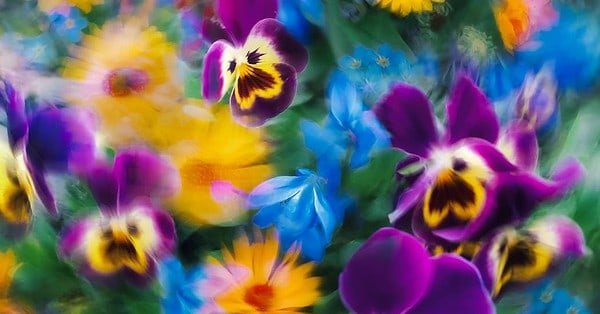 Purple, blue, yellow flowers with some blurry and some not all combined together.