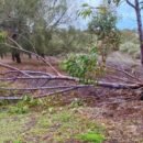 The image shows a gale broken gumtree lying on the ground