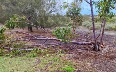 The image shows a gale broken gumtree lying on the ground