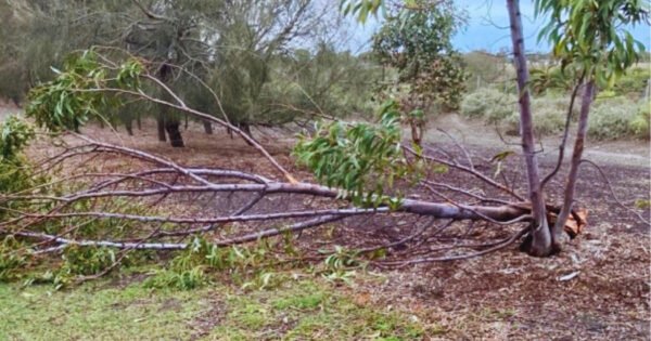 The image shows a gale broken gumtree lying on the ground