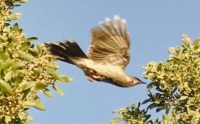 The image is of a Wattlebird darting between tree branches