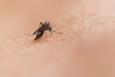 A mosquito on human skin