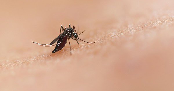 A mosquito on human skin