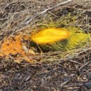 The image is of a sawn-off tree that has been painted with yellow poison