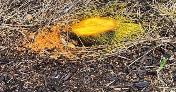 The image is of a sawn-off tree that has been painted with yellow poison