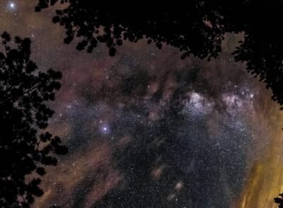 A sky full of stars bordered by the dark outline of trees