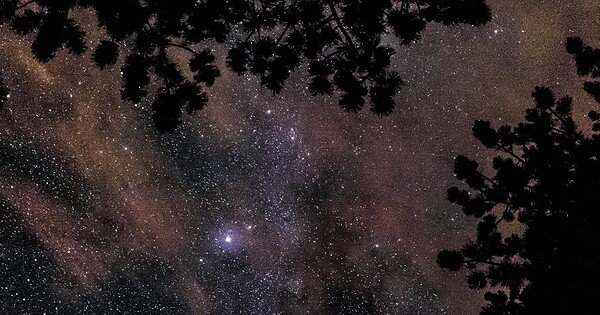 A sky full of stars bordered by the dark outline of trees