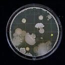 A petri dish covered in bacterial/fungal colonies growing on the agar in front of a black background