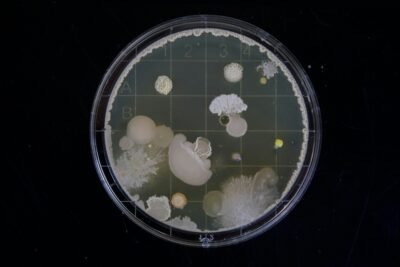 A petri dish covered in bacterial/fungal colonies growing on the agar in front of a black background