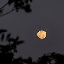 Harvest Moon at nighttime