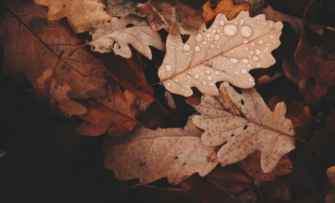 brown leaves in a pile with water droplets on top