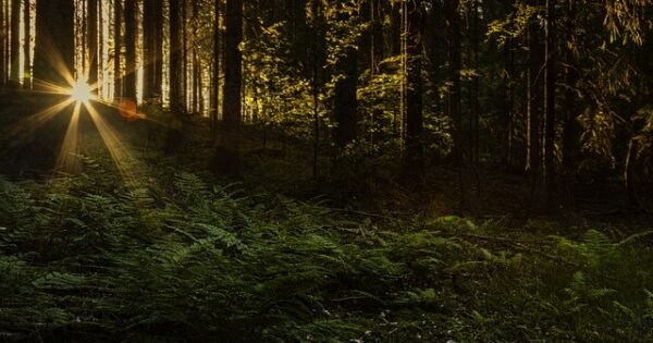 a forest landscape with the sun setting over horizon