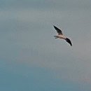 The featured image shows a bird high in the sky near the full moon