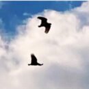 The image shows two blackbirds flying in the clouds