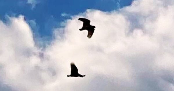 The image shows two blackbirds flying in the clouds