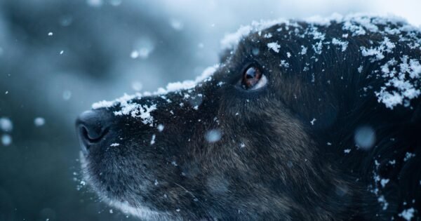 The head of a dog covered in snow