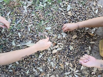 Two sets of arms picking nuts off a ground covered with nuts.