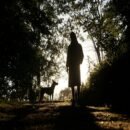 A row of trees with the silhouette of a woman standing beside a dog on a dirt path.
