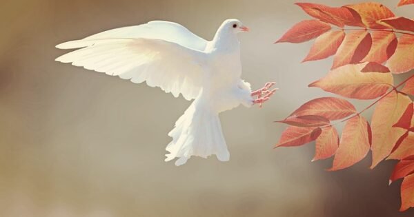 A pure white dove landing on a branch