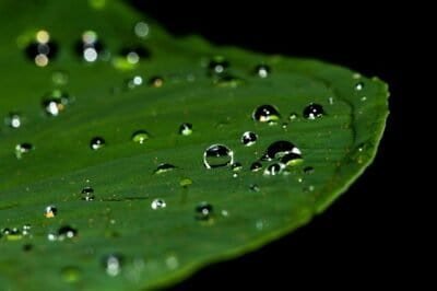 Raindrops on a steady green leaf