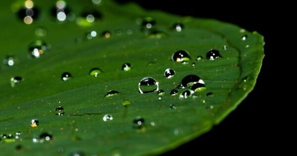 Raindrops on a steady green leaf