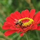 A large bee on a red flower