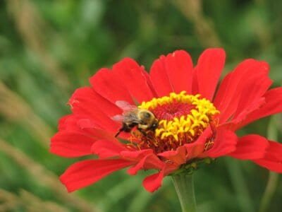 A large bee on a red flower