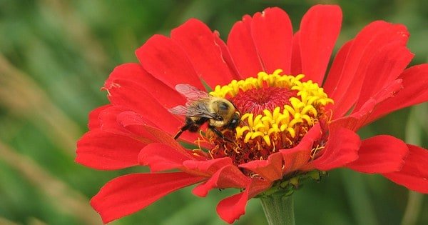 A large bee on a red flower