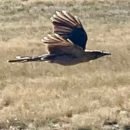 The image is of a bird looking like an arrow flying swiftly over a meadow