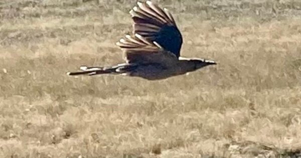 The image is of a bird looking like an arrow flying swiftly over a meadow