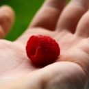 An open palm holding a piece of raspberry fruit