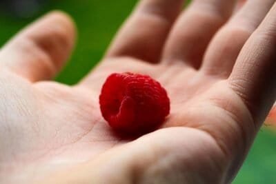 An open palm holding a piece of raspberry fruit