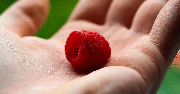 An open palm holding a piece of raspberry fruit