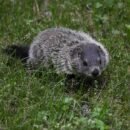 A Curious Groundhog in the grass