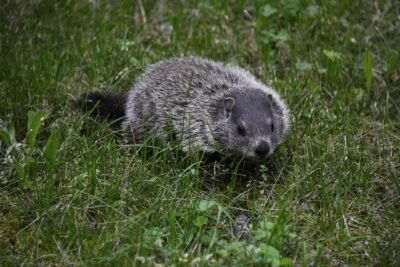 A Curious Groundhog in the grass