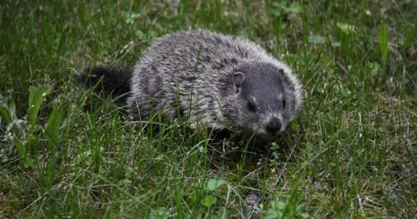 A Curious Groundhog in the grass
