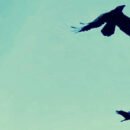 The image is of two crows in a cabbage-colored sky