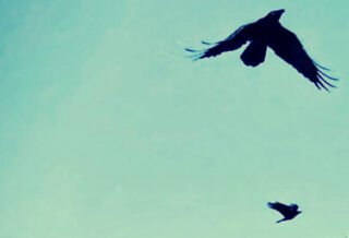The image is of two crows in a cabbage-colored sky
