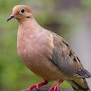 Mourning dove perched on a black metal pole.