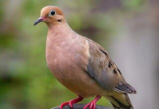 Mourning dove perched on a black metal pole.