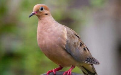 Mourning dove perched on a black metal pole.