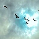 The image is of a cloudy sky that has a bright opening or porthole in it and a flock of blackbirds are flying toward the hole