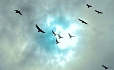 The image is of a cloudy sky that has a bright opening or porthole in it and a flock of blackbirds are flying toward the hole