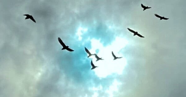 The image is of a cloudy sky that has a bright opening or porthole in it and a flock of blackbirds are flying toward the hole