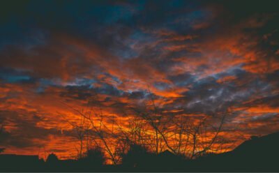 A red and blue sky and trees at dawn