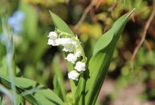 A lily of the valley flower in full bloom